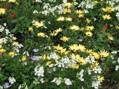 Beautiful Flowers in Vail