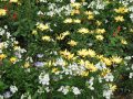 Beautiful Flowers in Vail